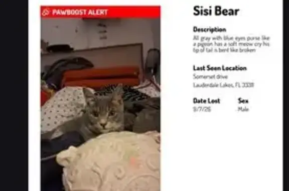 Lost cat, male, Somerset Drive, Lauderdale Lakes - photo