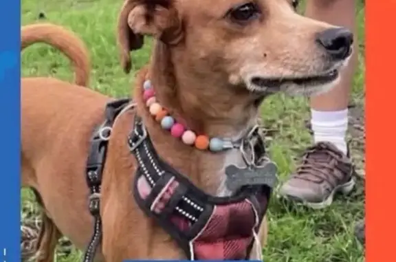 Animales perdidos Naucalpan de Juarez, foto: Perdido perro macho, Guanabana, 200, Ciudad de México, Naucalpan de Juarez
