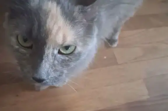 Lost Cat, East 83rd Avenue, Indiana, Chicago — Female with a White Patch - photo