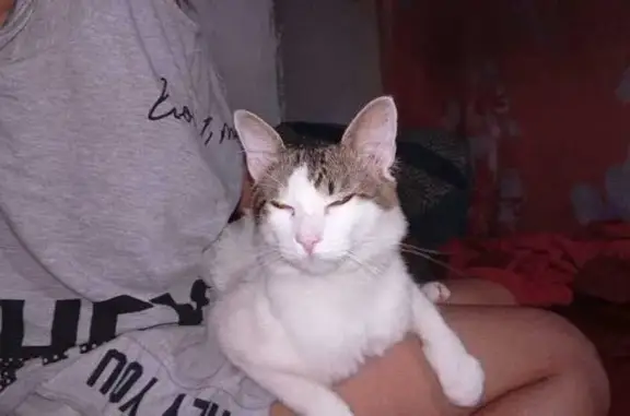 Gato encontrado, Rua Adolfo Sa...