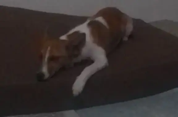 Búsqueda de mascotas, foto: Perdido perro, Diseminado Carril Toledano, 1, Navalcarnero, Mostoles — hembra, marrón y blanco