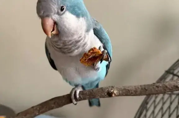 Lost pets Sydney, photo: Lost male bird, Kirribilli — says “Hello” and “Peekaboo”