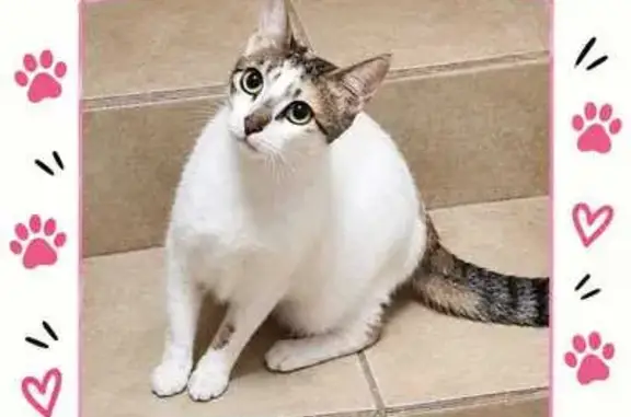 Gato perdido, Calle Paseo Esme...