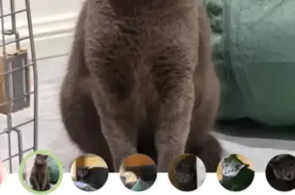 Lost pets Mitcham, photo: Lost female cat, Saint Marys Street, 1, Mitcham — timid indoor cat