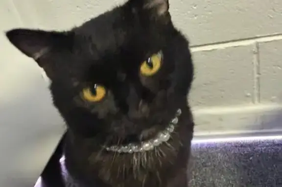 Missing cat Salisbury, photo: Lost cat, male, Main North Road, 515, Playford, Salisbury — friendly and cuddly