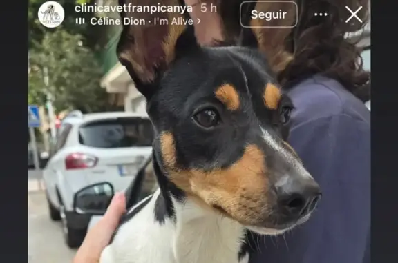 Perro perdido, hembra, Carretera d'Albal, 67, Paiporta — responde al nombre de Fresita - photo