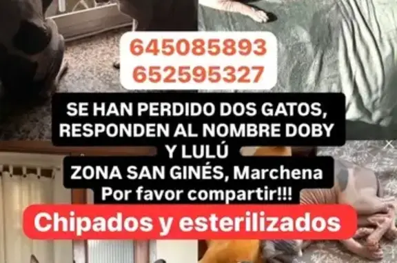 Gato perdido, Marchena, Pozuelo de Alarcon — Dobby y Lulú, gatos Sphynx sin pelo - photo