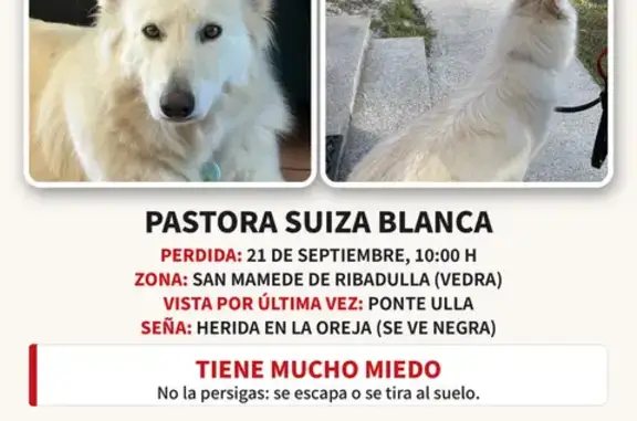 Perro perdido, hembra, San Gregorio, 15880 Vedra, La Coruña, España, Madrid — pastora Suiza blanca, tamaño medio grande - photo