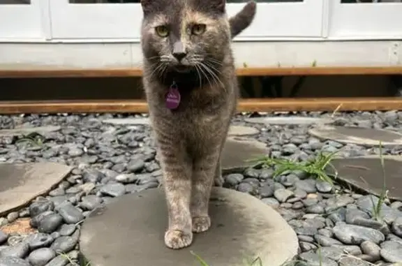 Missing cat Sydney, photo: Lost cat, Banksia Avenue, Brisbane, Sydney — female domestic shorthair