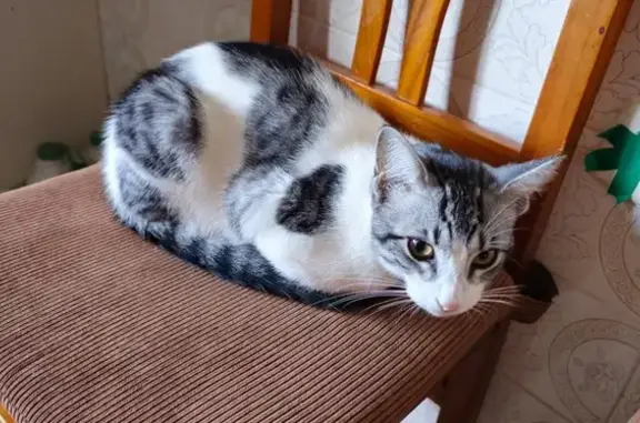 Gato perdido, Tarifa, Andalucía, Algeciras — es manso - photo