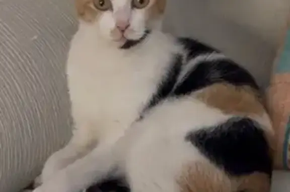 Gata tricolor de 2 años. Lleva chip. Creemos escapó por la ventana de la planta baja en un descuido. Es casera y muy asustadiza