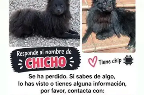 Perro perdido, Avenida Aguardentera (Las Siete Fincas), Cordoba — Pomerania negro - photo