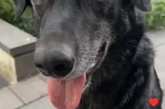 Perro perdido, macho, Navarrete, La Rioja, Pozuelo de Alarcon — mestizo de Labrador - photo