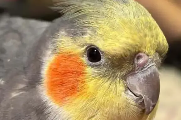 Lost pets Cary, photo: Lost bird, West Dutton Court, Cary, Raleigh — male cockatiel that may whistle the Andy Griffith Show theme