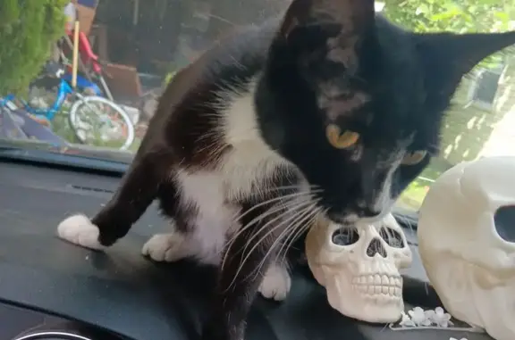 Lost female cat, Cherokee Drive, Lancaster — tuxedo kitten - photo