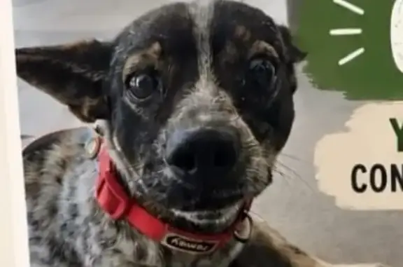 Perro perdido, Urbanizacion Echajuy C, 12F, Sevilla, Dos Hermanas — perro muy bueno con collar - photo