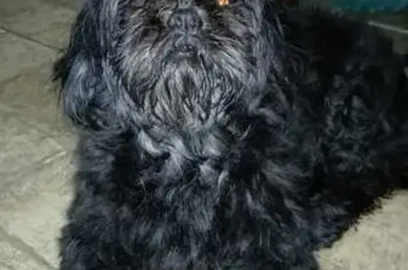 Raça shih Tzu fêmea preta
