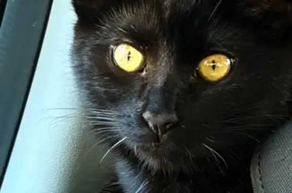 Lost cat, male, Victoria Avenue, 4151, Oxnard, Oxnard — distinctive lip mark - photo