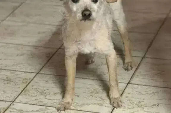 Cachorro perdido, Alípio de Me...