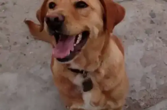 Perro perdido, Río Paraguay, 17969, Tijuana — cruza de Golden y Labrador - photo