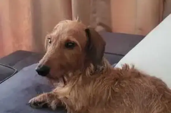 Lost dog, male, Duku Road, Singapore, Hougang — curly hair - photo