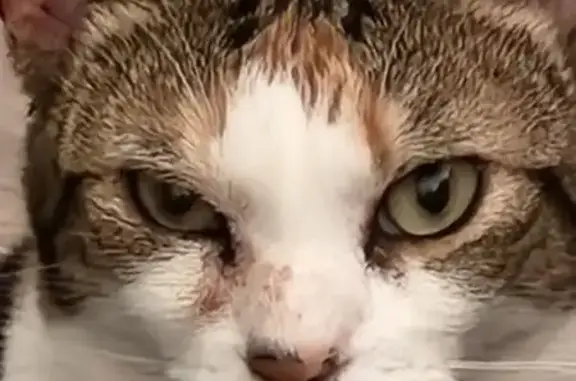 Lost pets Bend, photo: Lost cat, female, Southeast Tempest Drive, 1707, Bend — right eye infection