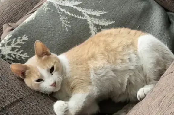 Gato perdido, Contraloría, 203...