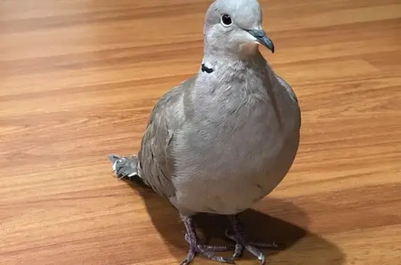 Lost bird, South Euclid Street, 507, Santa Ana, Arlington — shy male grey ring-necked dove - photo