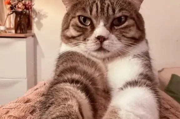Gato perdido, macho, Carrer Canonge Cervera, 4, Alzira — ojos verdes y barriga blanca - photo
