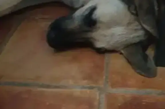 Perdido perro macho, Los Medicos, Región de Murcia, Cartagena - photo