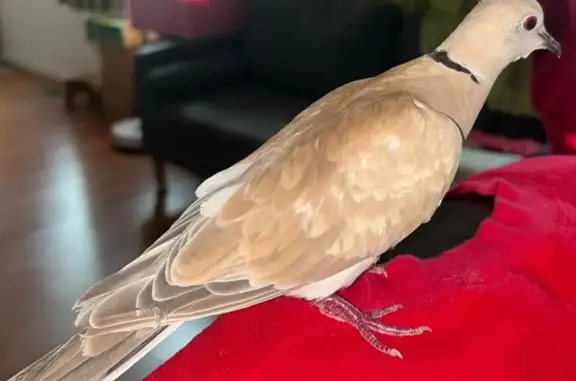 Lost birds, South Euclid Street, 507, Santa Ana, Los Angeles — two ring-necked doves - photo