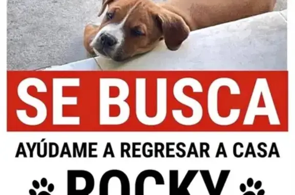 Anuncios de mascotas perdidas y encontradas, Garcia, foto: Perro perdido, García, Nuevo León, Garcia — responde a Grandote o Perrote