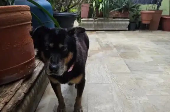 Cachorro encontrado, Vila Carr...