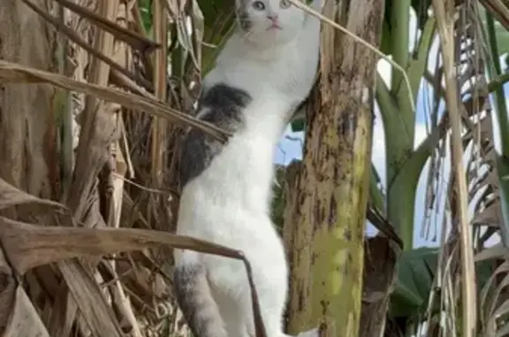 Lost cat, Oxford Avenue, 81, Canterbury-Bankstown Council, Sydney — responds to Milky - photo