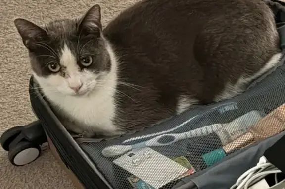 Lost pets Melbourne, photo: Lost male cat, McGavin Way, 26, Lyndhurst — grey and white, microchipped