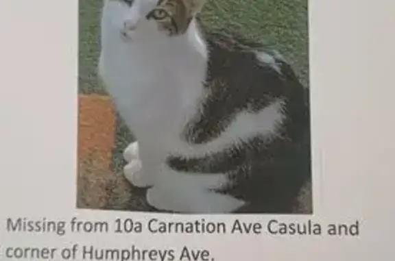 Lost cat, Carnation Avenue, 10, Liverpool City Council, Liverpool — female, white and grey tiger stripes - photo