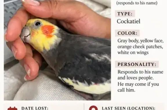 Lost bird, male, Egremont Drive, 3100, West Palm Beach, Palm Springs — knows his name - photo