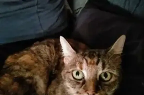 Lost cat, female, Stokes Court, Playford, Salisbury — bright green eyes - photo