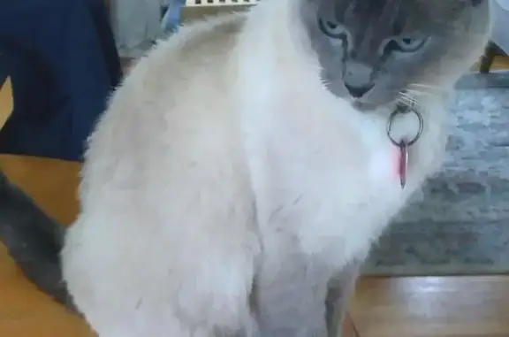 Lost female cat, 29th Place Southwest, 33318, Federal Way — 13-year-old Snowshoe Siamese with blue eyes - photo