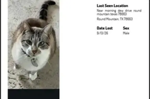 Lost male dog, Morning Dew Drive, Round Mountain — gray coat and blue eyes - photo