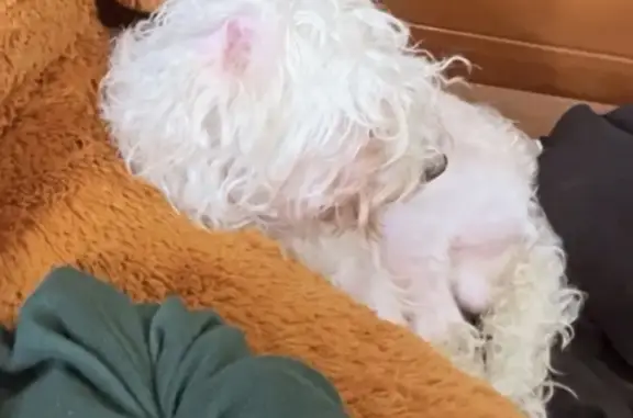 Perro perdido macho, Oriente 9, 48, Orizaba — pequeño, delgado y de pelaje blanco - photo