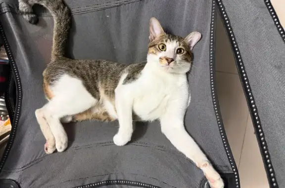 Lost Cat, Singapore 760120, Hougang — male, white and grey - photo