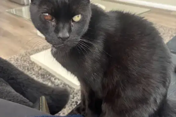 Lost cat, male, Bancks Avenue, 14, Lake Macquarie City Council, Newcastle — black, 12 years old - photo