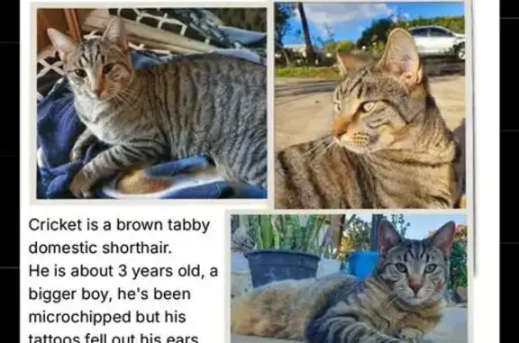 Missing cat Angle Vale, photo: Lost cat, Ironbark Avenue, 13, Playford, Angle Vale — shy male brown tabby