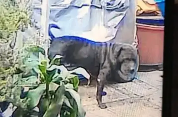 Perro perdido Macho, Mexico City (mxl489918) - photo