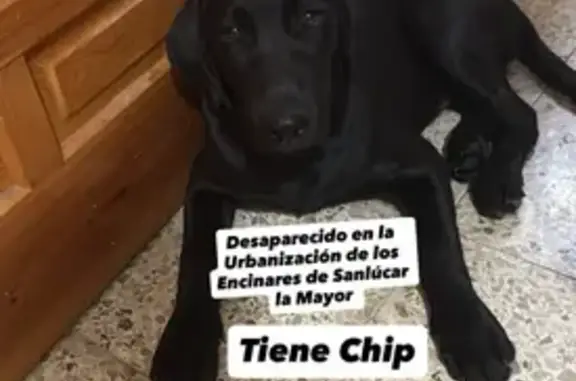 Perro perdido, Calle Autillo, 1, Camas — labrador negro de 1 año - photo