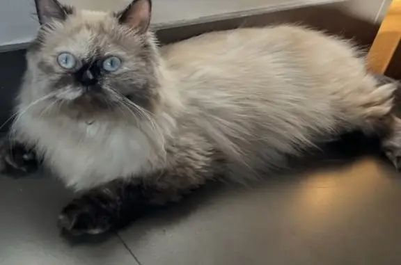 Gatos perdidos, Majadahonda, foto: Gato perdido, Calle Costa Rica, 8, Villanueva de la Cañada, Majadahonda — pequeño y de pelo largo