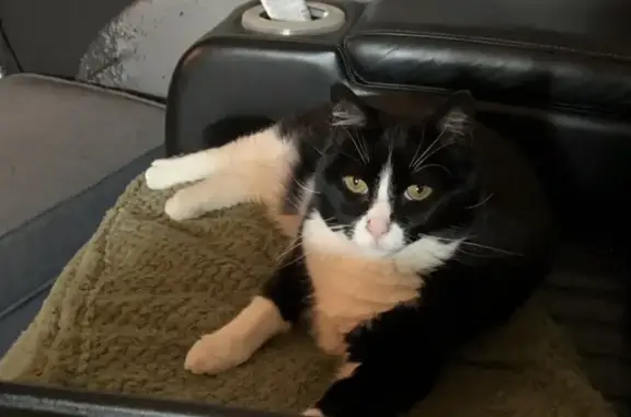 Lost cat, Canterbury-Bankstown Council, New South Wales, Western Downs Regional Council — white-and-grey and very sick - photo