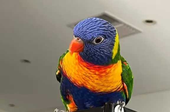 Lost pets Sydney, photo: Lost bird, Cockburn, Western Australia, Sydney — lorikeet Laurie missing near Splash Terrace