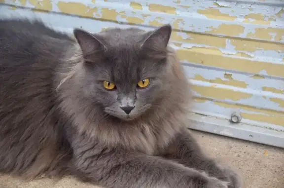 Lost cat, Ethel Street, Brisbane, Oxford Park — male, grey and 2 years old - photo